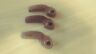 0646-164 Arctic Cat Vintage Genuine Snowmobile Clutch Kit Weights Gram Nos