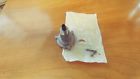 0706-315 Arctic Cat Snowmobile Genuine Vintage Oem Chain Tensioner New